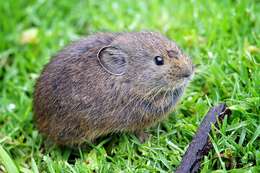 Image of Himalayan Pika