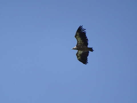 Image of Eurasian Griffon Vulture