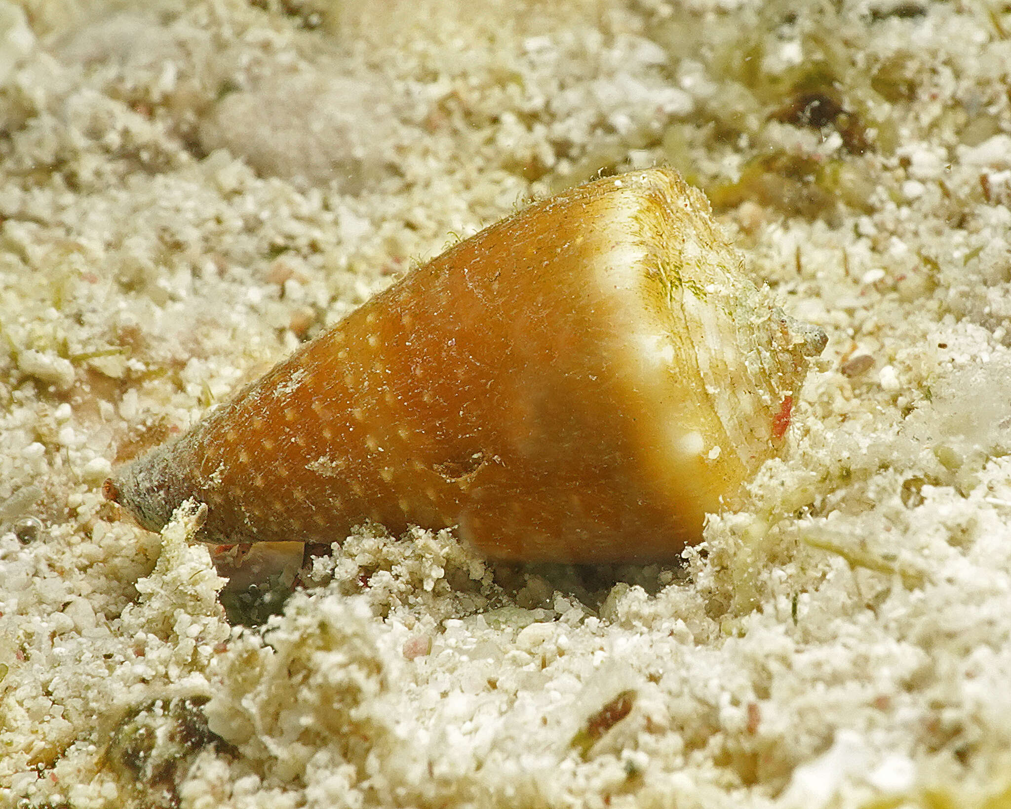 Image of Conus muriculatus G. B. Sowerby I 1833