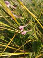 Image de Scutellaria brevibracteata Stapf