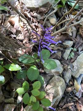 Image of Plectranthus hilliardiae Codd