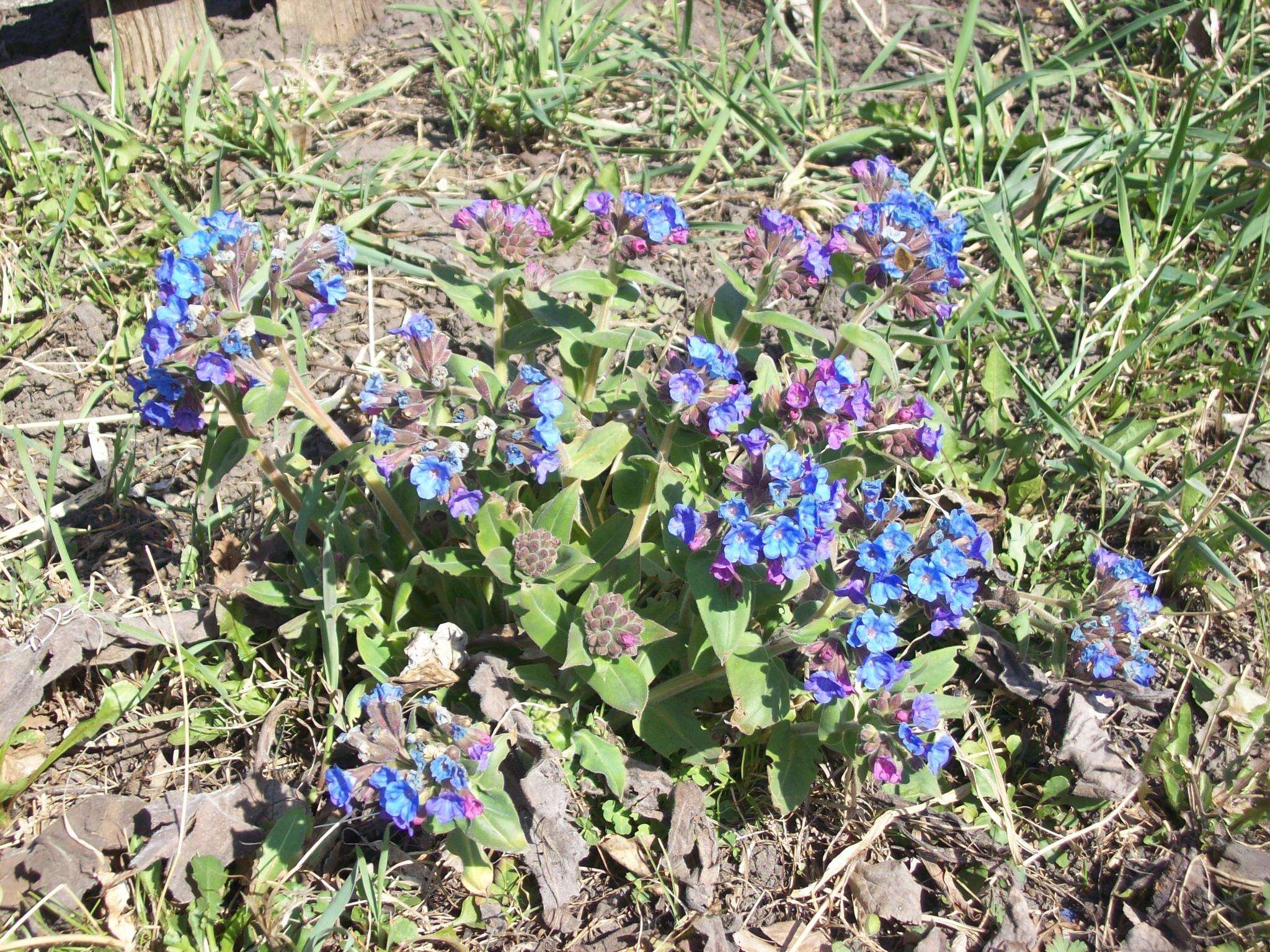 Image of Pulmonaria mollis Hornem.