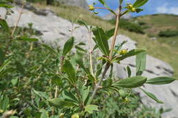 Image of Lonicera pyrenaica L.