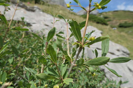 Image of Lonicera pyrenaica L.