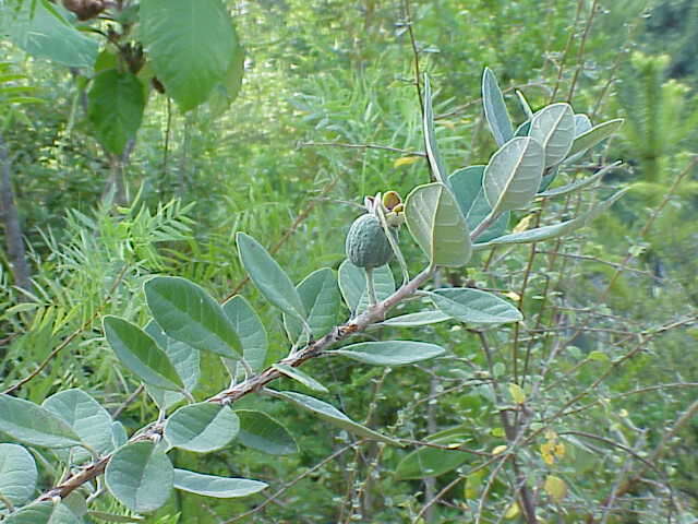 Image of Acca