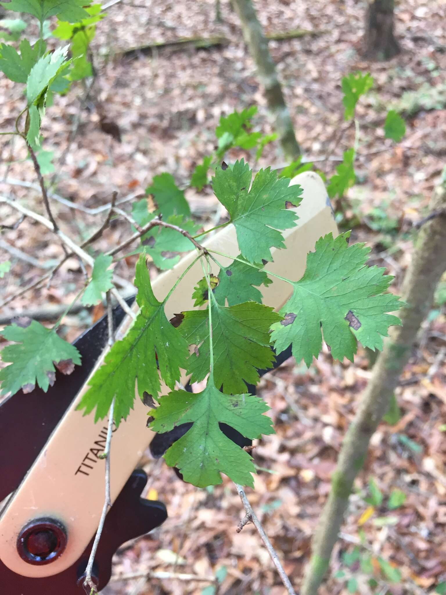 Image of parsley hawthorn