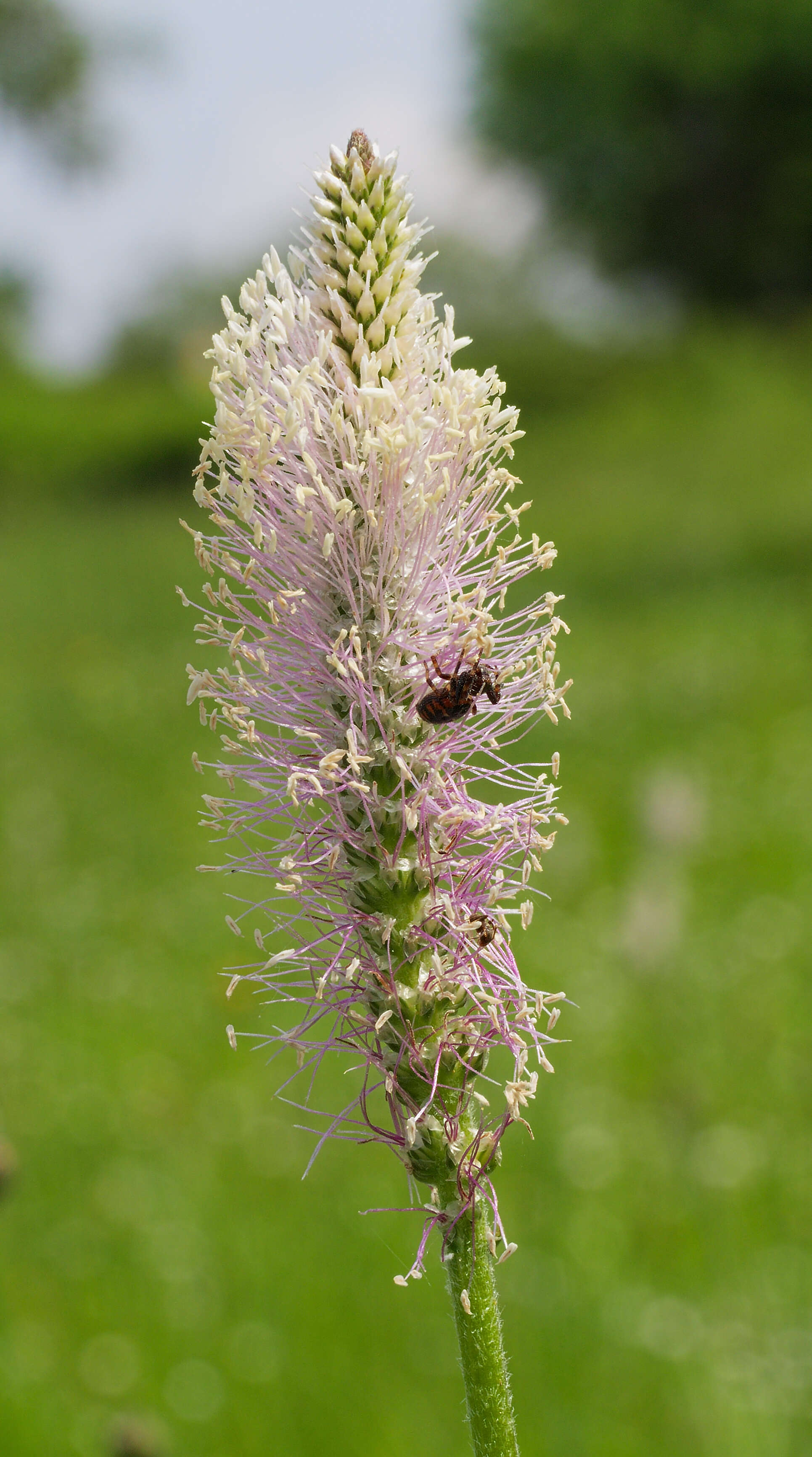 Image of Hoary Plantain