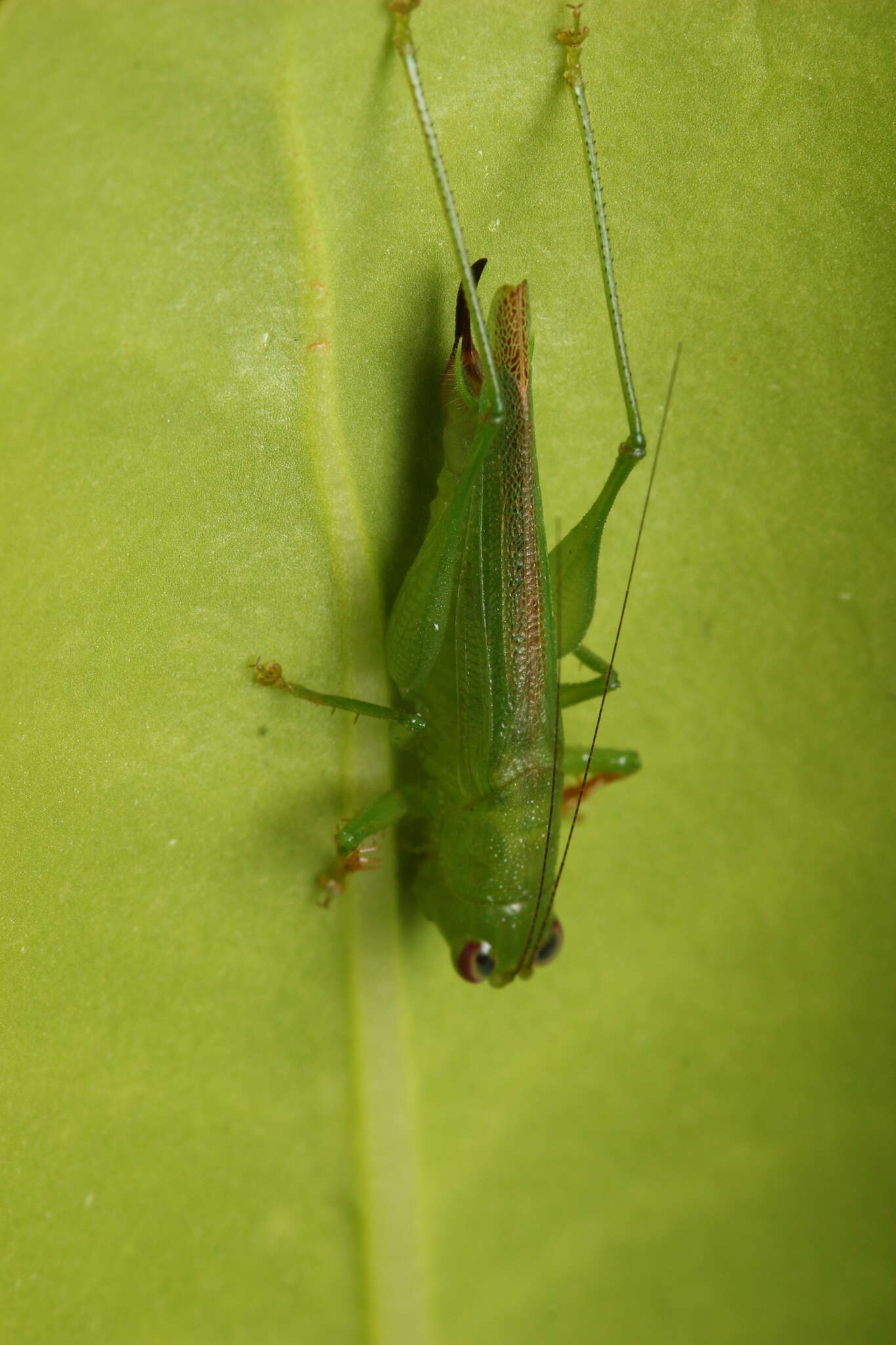 Image of Cephalophlugis cephalotes (Bolívar & I. 1888)