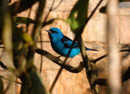 Image of Blue Dacnis