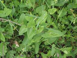 Image of Aristolochia paucinervis Pomel