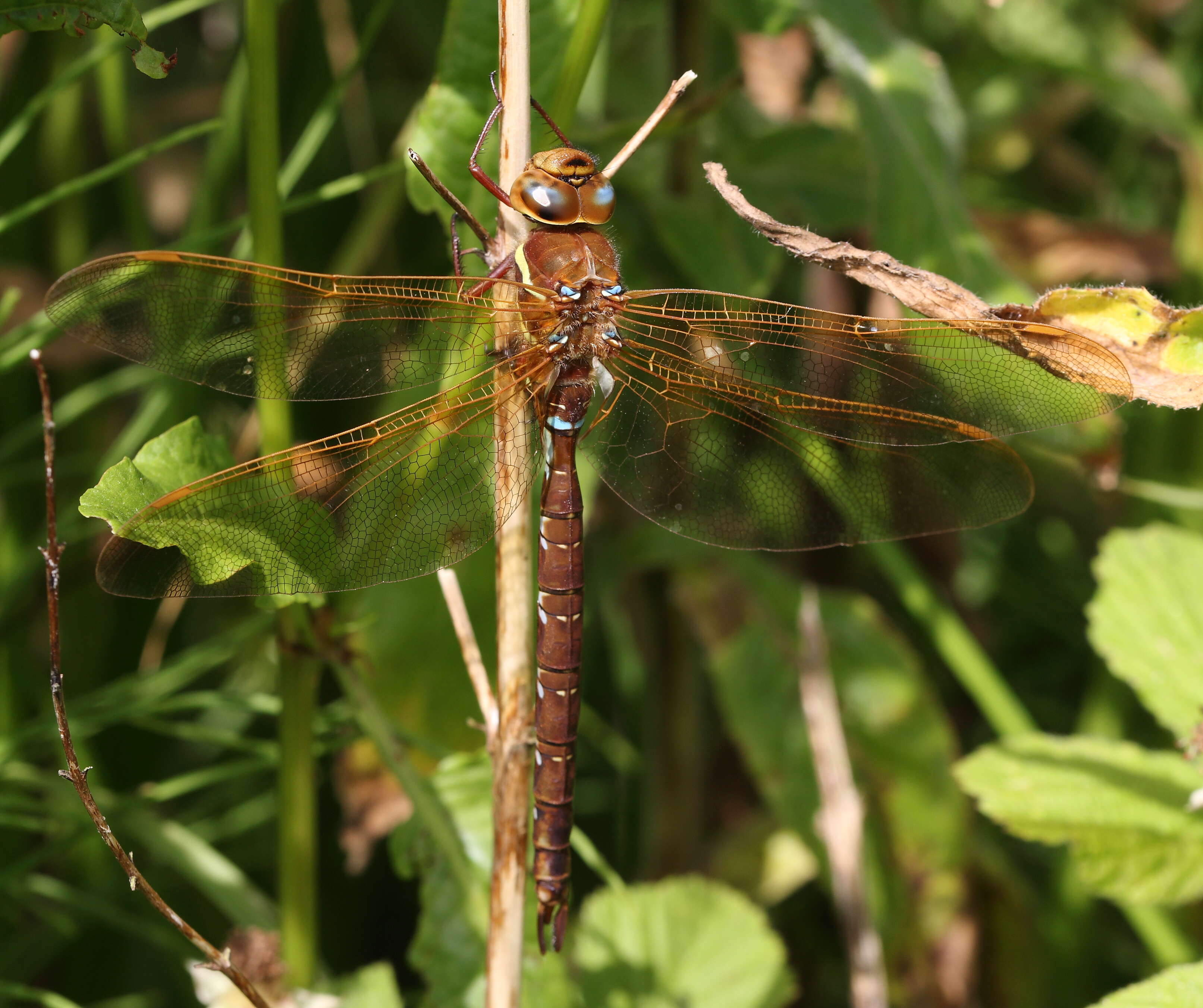 Image of Brown Hawker