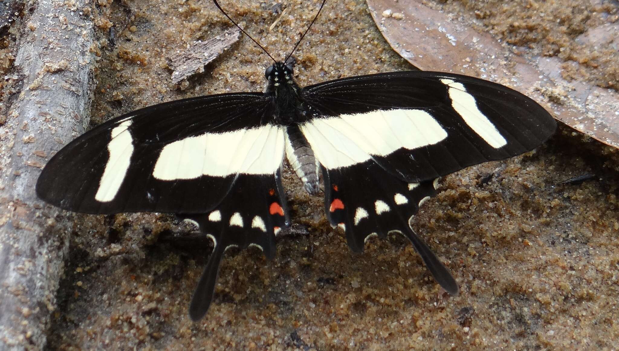 Sivun Papilio torquatus Cramer (1777) kuva