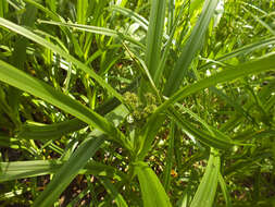 Слика од Scirpus sylvaticus L.