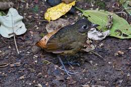 Image of Plain-backed Antpitta