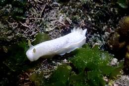 Image of Chromodoris aspersa (Gould 1852)