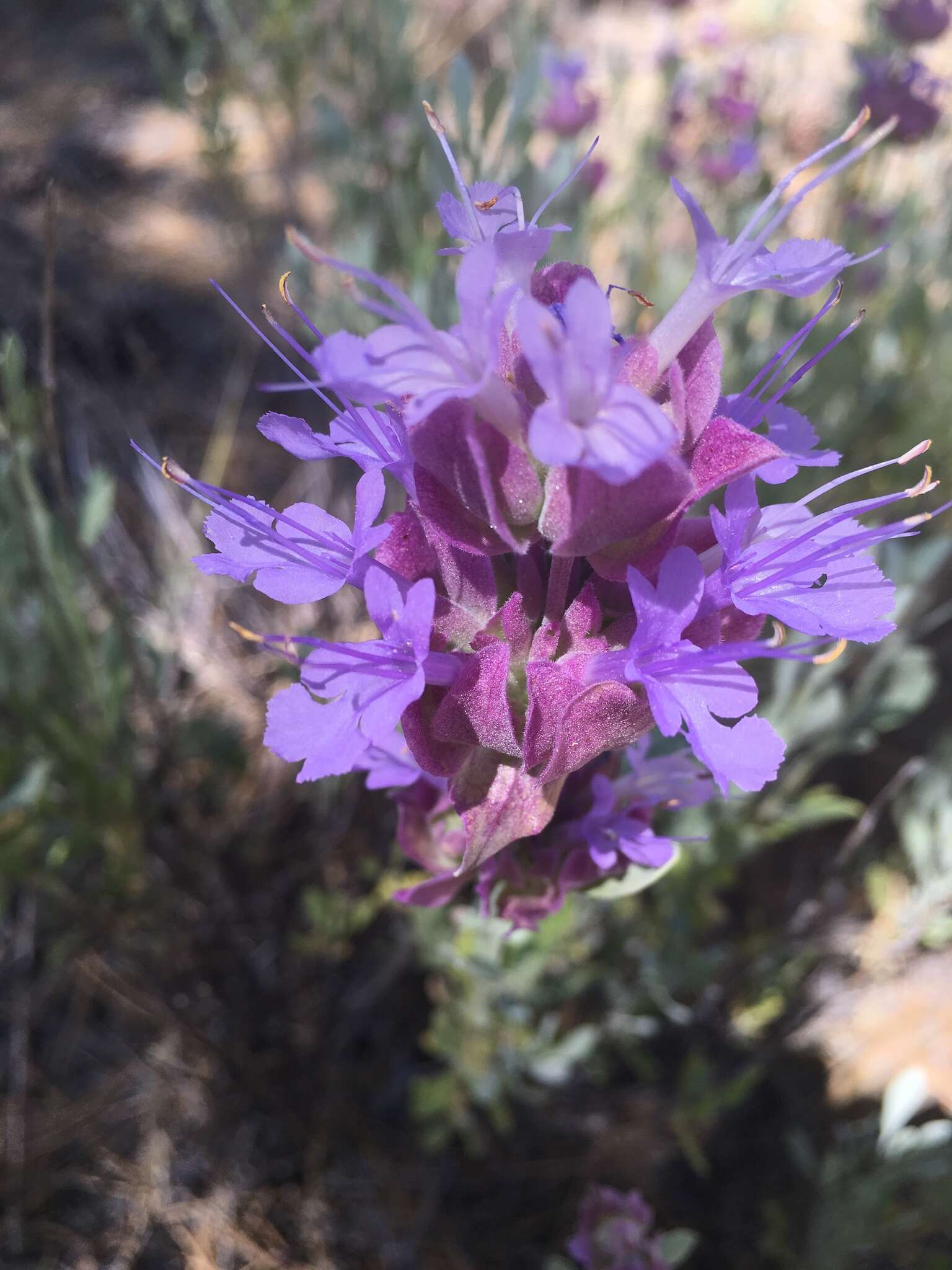 Sivun Salvia pachyphylla subsp. meridionalis R. M. Taylor kuva