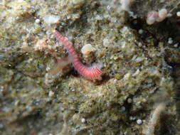 صورة Dorvillea australiensis (McIntosh 1885)