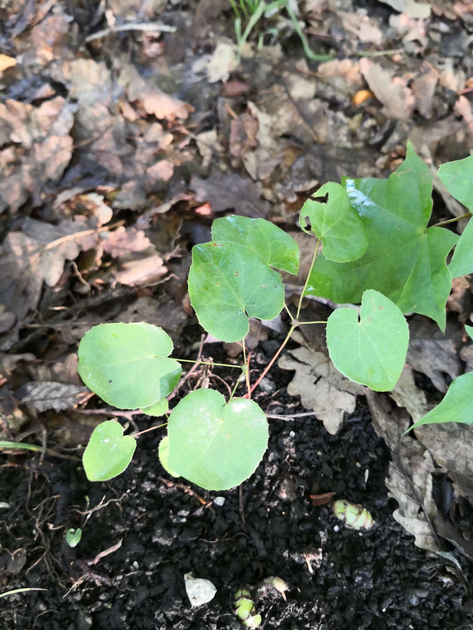 Image of Epimedium pinnatum subsp. colchicum (Boiss.) N. Busch