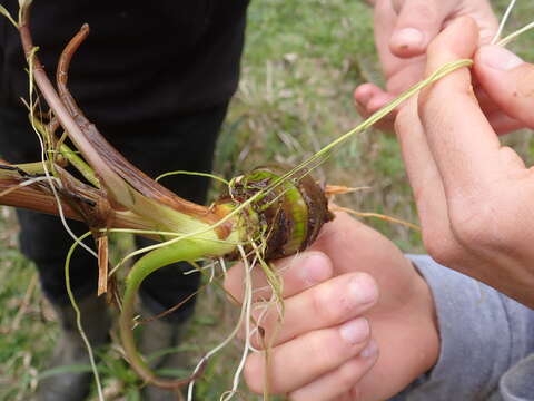 صورة Cicuta douglasii (DC.) Coult. & Rose