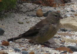 Image of Cape Siskin