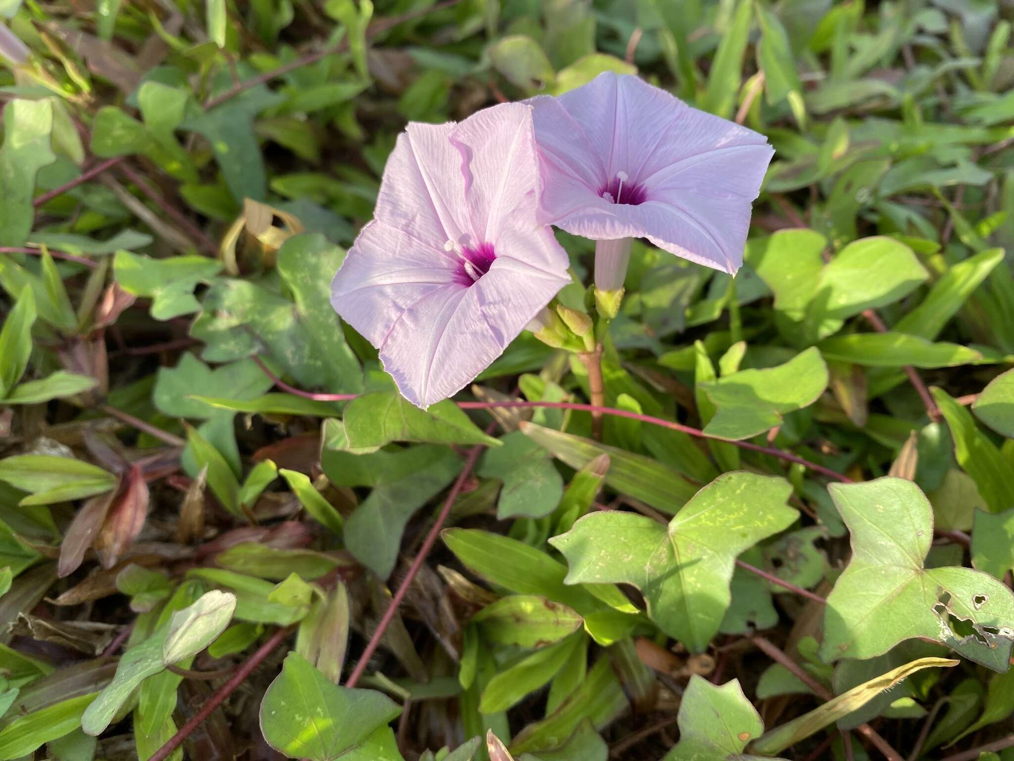 Image of Ipomoea sagittifolia Burm. fil.