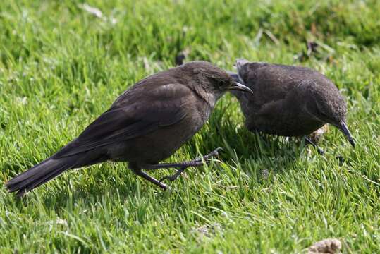 Image of Blackish Cinclodes