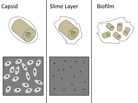 Image of Bacteria