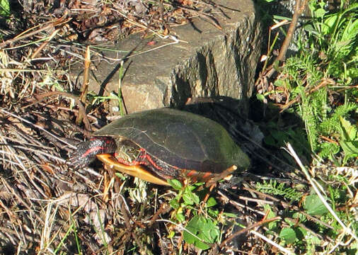 Image of Eastern Painted Turtle