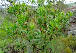 Callilepis caerulea (Hutch.) Leins的圖片