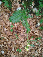 Image of Cirsium erisithales (Jacq.) Scop.