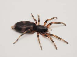 Image of White-tailed spider