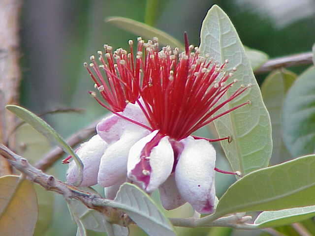Image of Acca