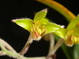 Image of Woolly Orchid