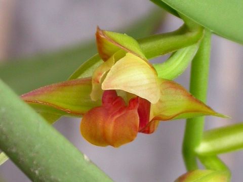 Image of <i>Eria carinata</i> Gibson ex Lindl.