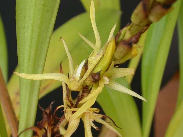 Image of Eria javanica (Sw.) Blume