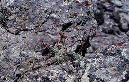 Plancia ëd Jacobaea boissieri (DC.) Pelser