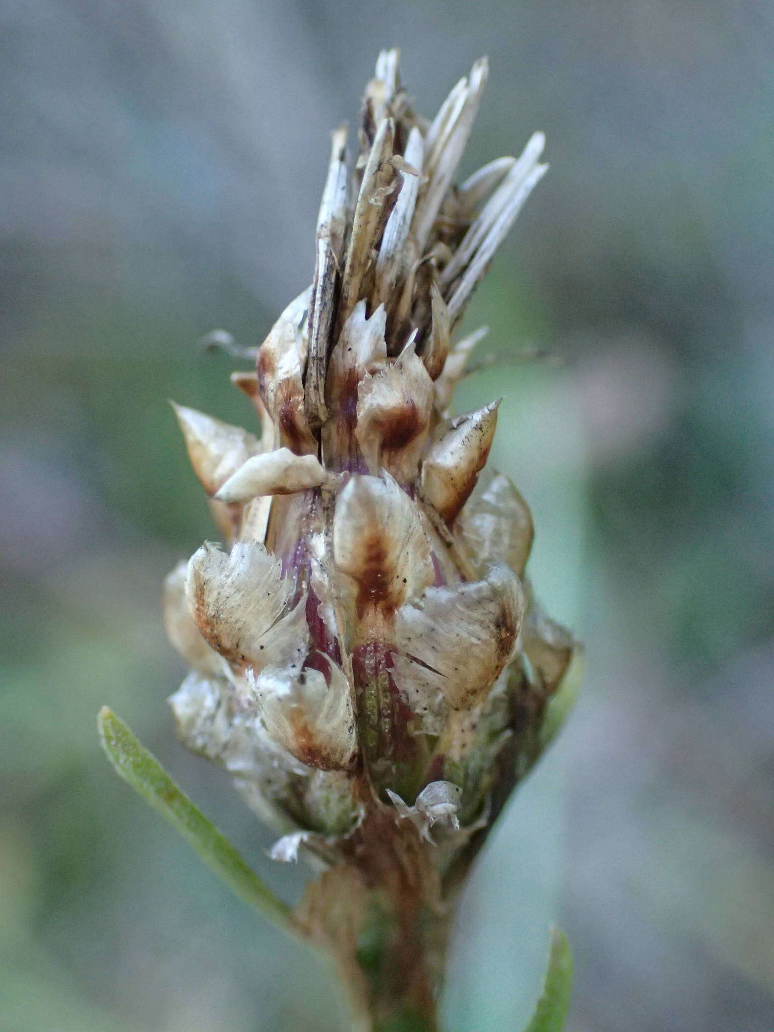 Image of Centaurea jacea subsp. timbalii (Martrin-Donos) Br.-Bl.