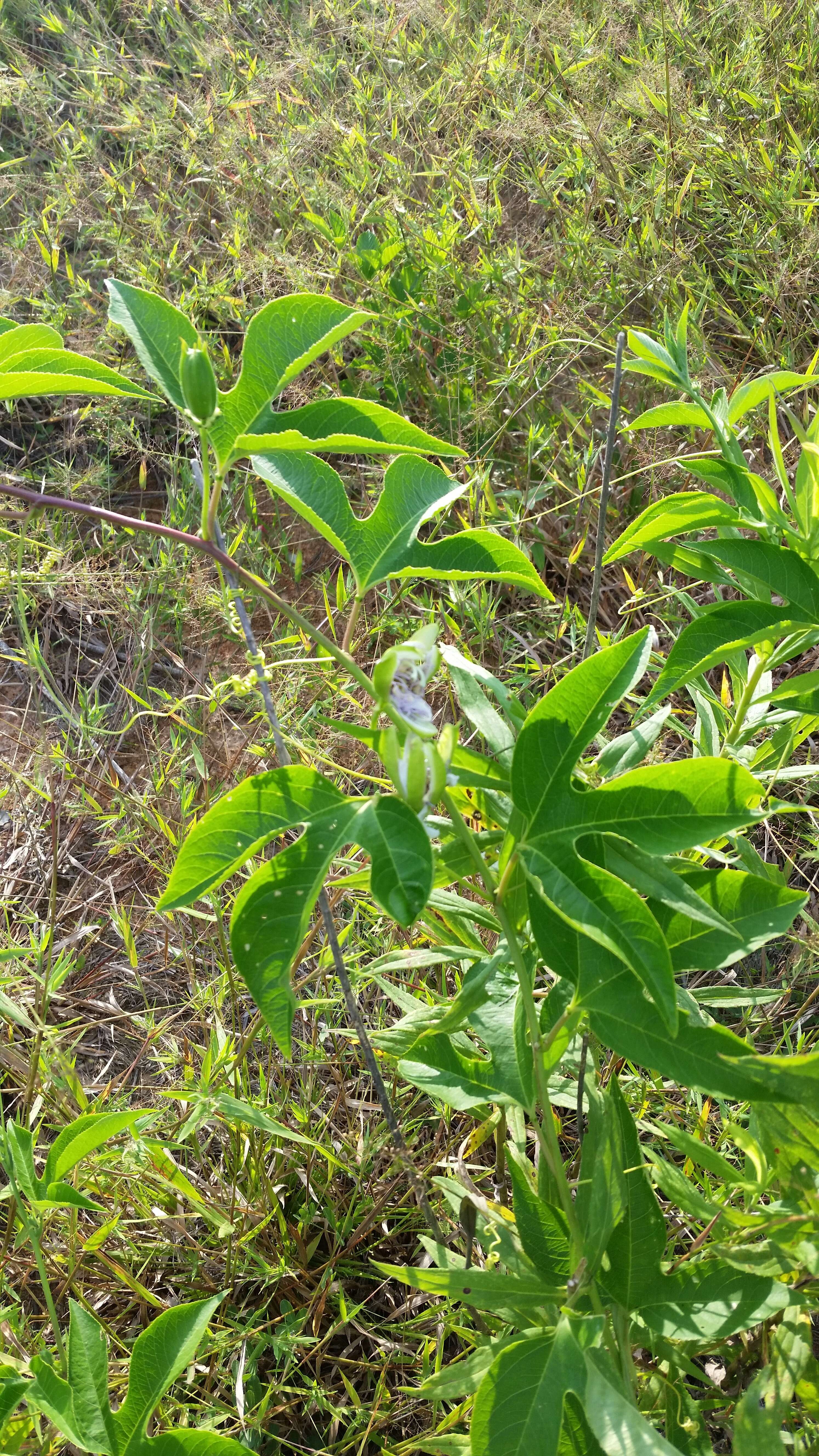 Image of Maypop