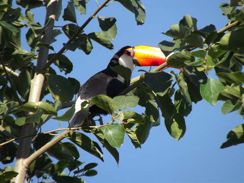 Image of Toco Toucan