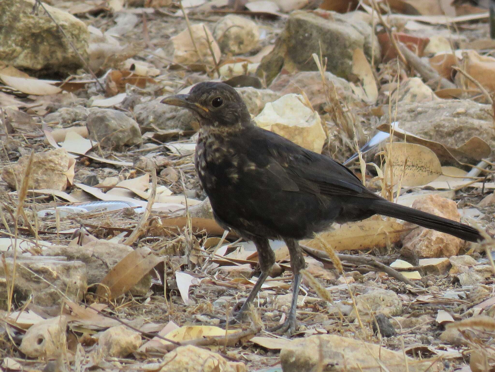 Turdus merula mauritanicus Hartert 1902的圖片