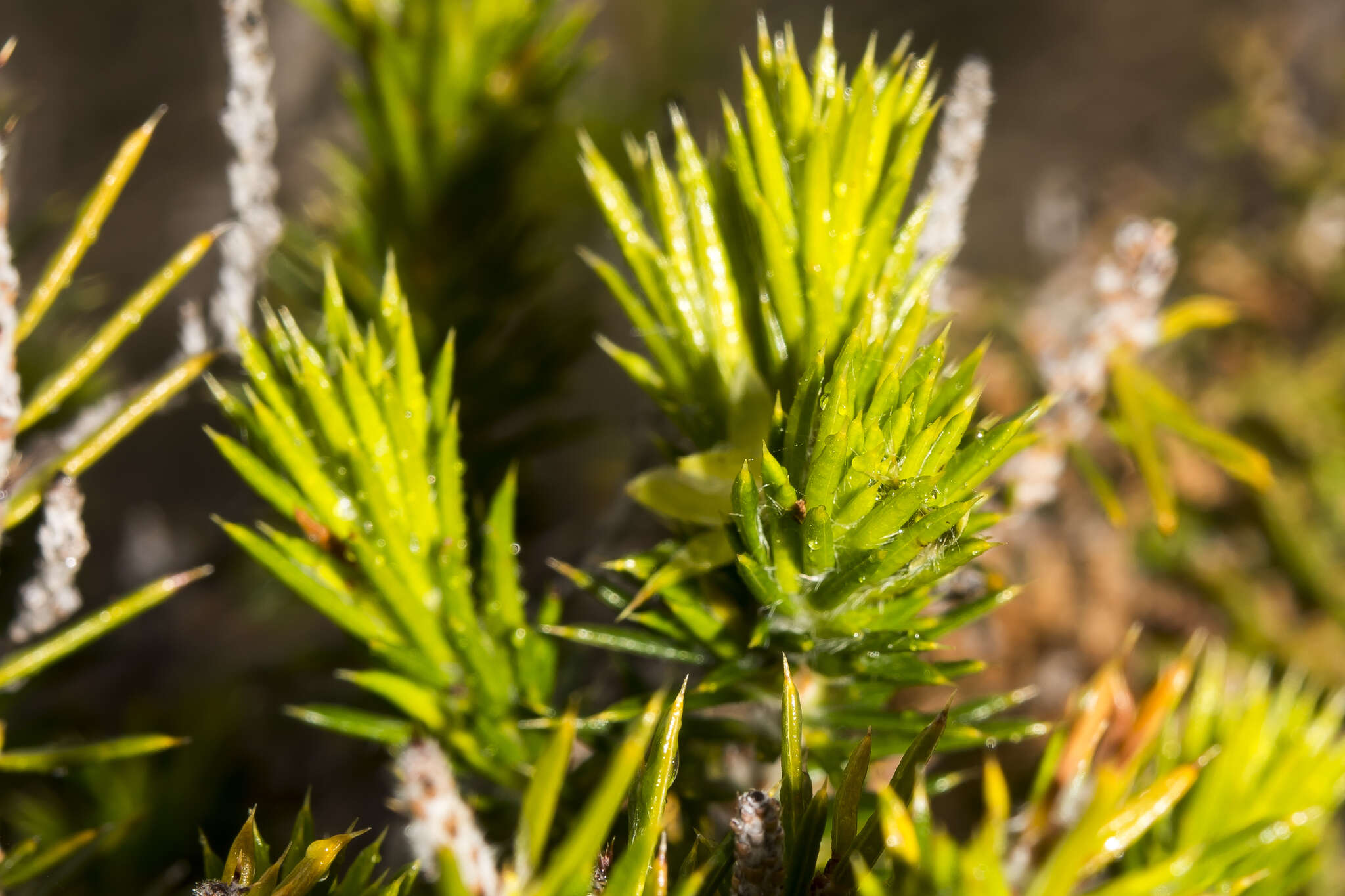 Image of Hibbertia mucronata (Turcz.) Benth.