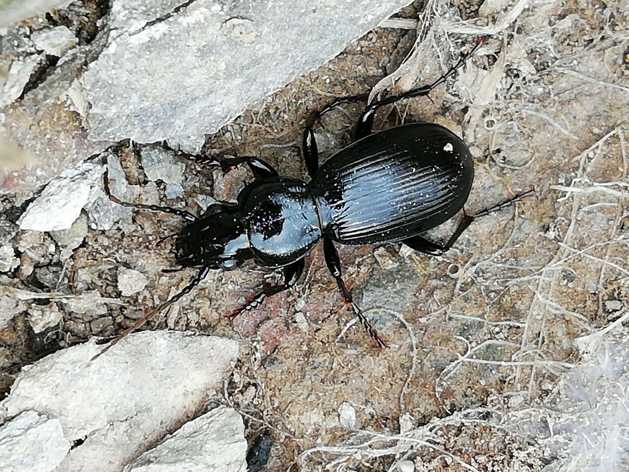 Plancia ëd Pterostichus globosus ebenus