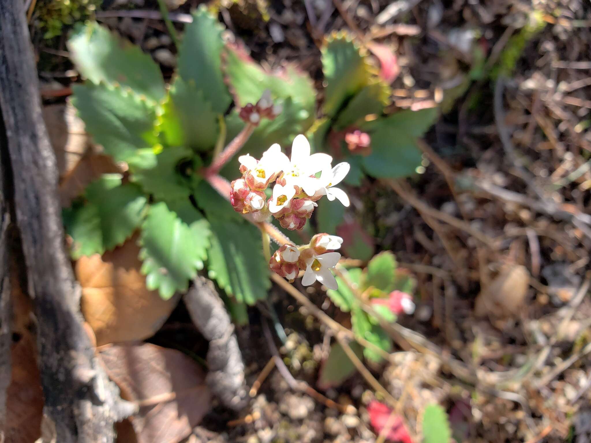 Plancia ëd Micranthes eriophora (S. Wats.) Small