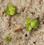 Image of Ranunculus acaulis Banks & Soland.