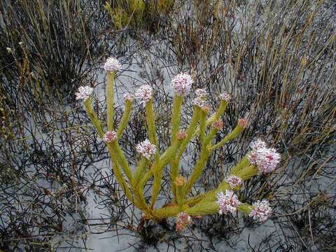 Imagem de Sorocephalus scabridus (Thunb.) Meissn.