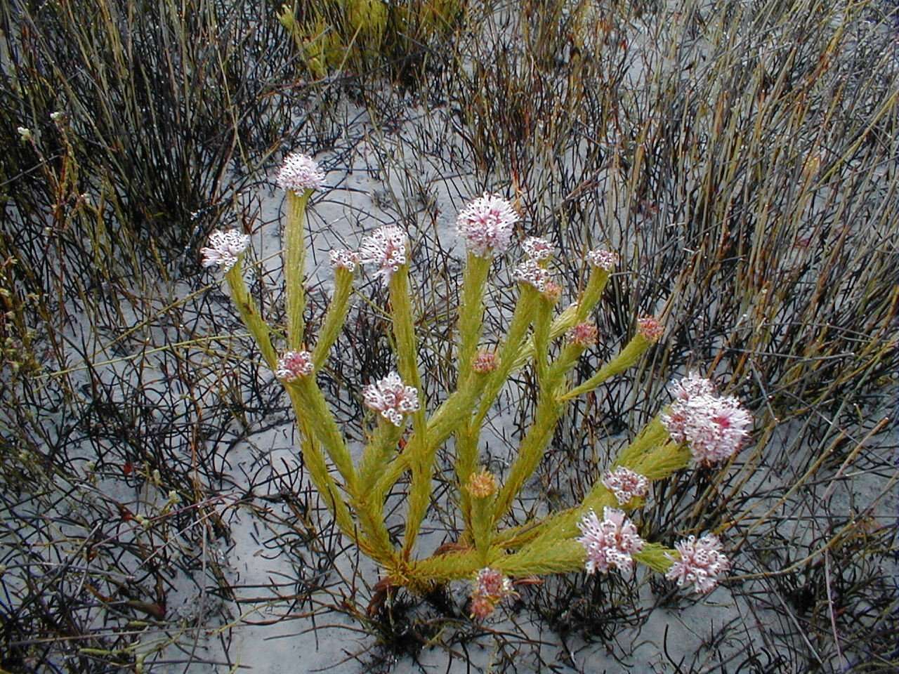 Image of Sorocephalus scabridus (Thunb.) Meissn.