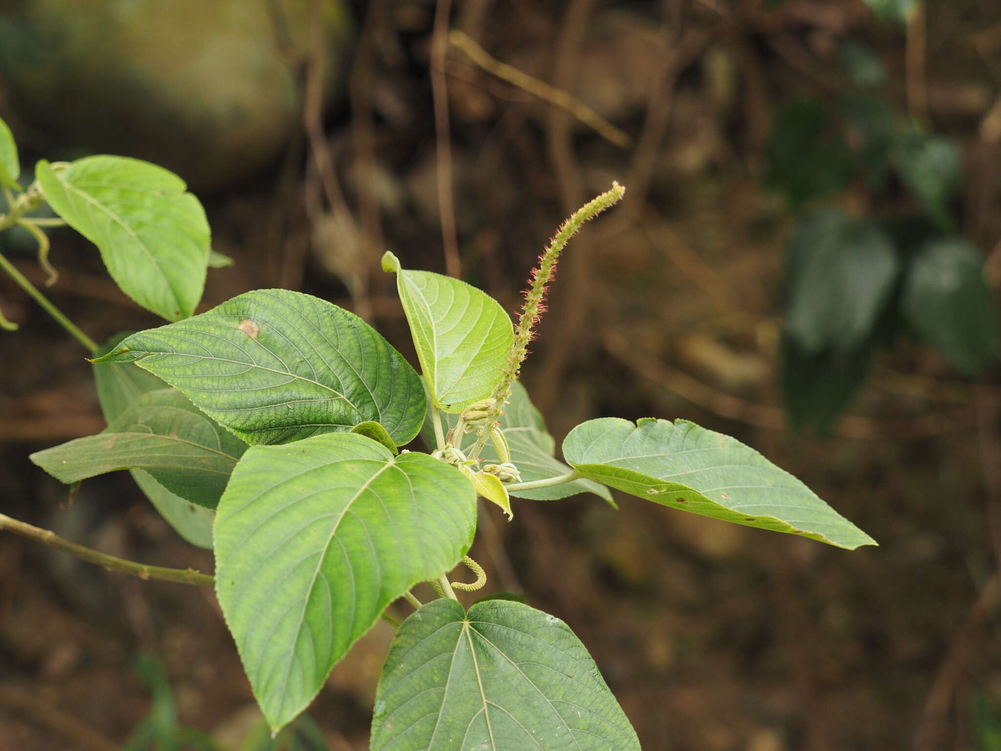 Imagem de Acalypha angatensis Blanco