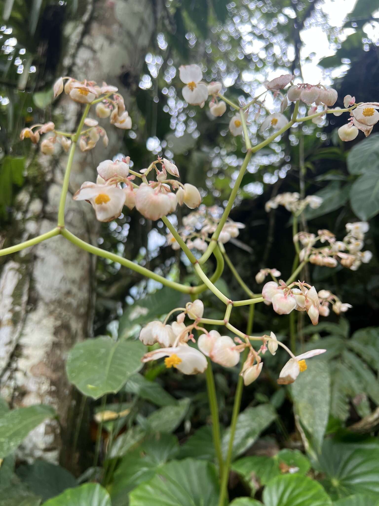 Слика од Begonia urophylla Hook.