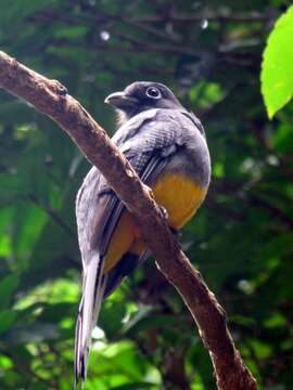 Image of Amazonian White-tailed Trogon
