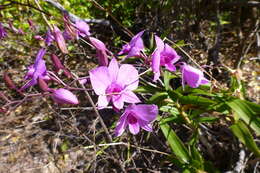 Dendrobium bigibbum Lindl. resmi